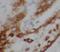 Spindle assembly abnormal protein 6 homolog antibody, FNab07613, FineTest, Immunohistochemistry paraffin image 