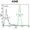 Putative golgin subfamily A member 2B antibody, abx025788, Abbexa, Western Blot image 