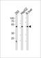 Hepatocyte Nuclear Factor 4 Alpha antibody, MBS9208036, MyBioSource, Western Blot image 