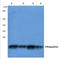 Polyubiquitin-B antibody, AP06474PU-N, Origene, Western Blot image 