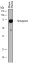 Hemopexin antibody, MAB7007, R&D Systems, Western Blot image 