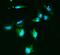 Solute Carrier Family 2 Member 9 antibody, A02245, Boster Biological Technology, Immunofluorescence image 