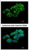 Ubiquitin Associated And SH3 Domain Containing A antibody, NBP2-20763, Novus Biologicals, Immunofluorescence image 