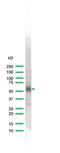 CD2 Molecule antibody, PA5-32312, Invitrogen Antibodies, Western Blot image 