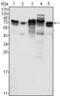 Metadherin antibody, MA5-15564, Invitrogen Antibodies, Western Blot image 