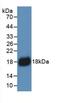 Interleukin 18 antibody, abx131942, Abbexa, Western Blot image 