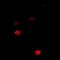 Zinc Finger Protein 544 antibody, orb78187, Biorbyt, Immunofluorescence image 