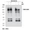 Macrophage Stimulating 1 Receptor antibody, AF691, R&D Systems, Western Blot image 