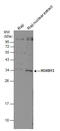 Homeobox B13 antibody, GTX101576, GeneTex, Western Blot image 