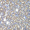 COP9 Signalosome Subunit 2 antibody, 22-649, ProSci, Immunohistochemistry frozen image 