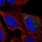 Cytochrome B5 Type A antibody, NBP2-49284, Novus Biologicals, Immunofluorescence image 