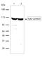 Protein Tyrosine Kinase 2 Beta antibody, 700632, Invitrogen Antibodies, Western Blot image 