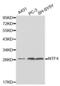 Neurotrophin 4 antibody, abx001004, Abbexa, Western Blot image 