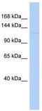 Dual Serine/Threonine And Tyrosine Protein Kinase antibody, TA333333, Origene, Western Blot image 