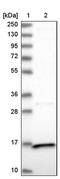 Peptidylprolyl Isomerase Like 3 antibody, PA5-59289, Invitrogen Antibodies, Western Blot image 