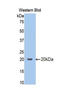 Corticotropin Releasing Hormone antibody, LS-C293541, Lifespan Biosciences, Western Blot image 