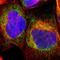 Translocase Of Outer Mitochondrial Membrane 6 antibody, PA5-52111, Invitrogen Antibodies, Immunofluorescence image 