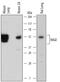 RAGE antibody, MAB11795, R&D Systems, Western Blot image 