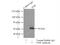 Nuclear Receptor Subfamily 1 Group I Member 2 antibody, 15607-1-AP, Proteintech Group, Immunoprecipitation image 