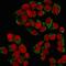 Gonadotropin Releasing Hormone Receptor antibody, 33-373, ProSci, Immunofluorescence image 