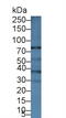 ATP Binding Cassette Subfamily B Member 5 antibody, abx128352, Abbexa, Western Blot image 