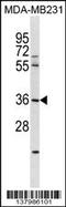 Ring Finger Protein 217 antibody, 59-751, ProSci, Western Blot image 