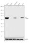 Spleen Associated Tyrosine Kinase antibody, MA1-19332, Invitrogen Antibodies, Western Blot image 