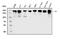 Tight Junction Protein 2 antibody, GTX03355, GeneTex, Western Blot image 