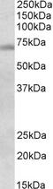 Transcription Factor B2, Mitochondrial antibody, 42-401, ProSci, Enzyme Linked Immunosorbent Assay image 