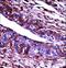 G Protein-Coupled Receptor Kinase 3 antibody, LS-C164294, Lifespan Biosciences, Immunohistochemistry frozen image 