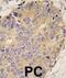 Bone Morphogenetic Protein 15 antibody, abx029297, Abbexa, Immunohistochemistry paraffin image 