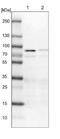 Frizzled Class Receptor 8 antibody, NBP1-87410, Novus Biologicals, Western Blot image 