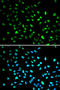 DNA Damage Inducible Transcript 3 antibody, abx004988, Abbexa, Immunofluorescence image 