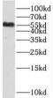 Serine dehydratase-like antibody, FNab07675, FineTest, Western Blot image 