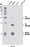 NEDD8 Ubiquitin Like Modifier antibody, LS-C37486, Lifespan Biosciences, Western Blot image 