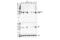 Autophagy Related 4B Cysteine Peptidase antibody, 19386S, Cell Signaling Technology, Western Blot image 