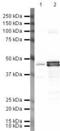 2',3'-Cyclic Nucleotide 3' Phosphodiesterase antibody, PA5-19551, Invitrogen Antibodies, Western Blot image 