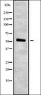 Cystatin D antibody, orb338220, Biorbyt, Western Blot image 