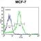 Estrogen Receptor 2 antibody, abx034616, Abbexa, Immunocytochemistry image 