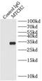 Mitochondrial Carrier 2 antibody, FNab05392, FineTest, Immunoprecipitation image 