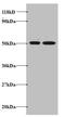 Apoptosis Antagonizing Transcription Factor antibody, A51673-100, Epigentek, Western Blot image 