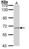 Glutamate Decarboxylase 1 antibody, orb74119, Biorbyt, Western Blot image 
