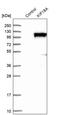 Kinesin Family Member 18A antibody, PA5-58808, Invitrogen Antibodies, Western Blot image 