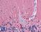 Tubulin Beta 2A Class IIa antibody, LS-B4554, Lifespan Biosciences, Immunohistochemistry frozen image 