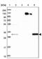 WD Repeat Domain 54 antibody, PA5-60298, Invitrogen Antibodies, Western Blot image 