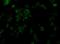 Exportin 7 antibody, orb73596, Biorbyt, Immunofluorescence image 