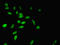 Twist-related protein 2 antibody, LS-C676661, Lifespan Biosciences, Immunofluorescence image 