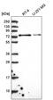 Integrator Complex Subunit 9 antibody, PA5-65677, Invitrogen Antibodies, Western Blot image 