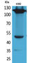 CD49D antibody, STJ96613, St John