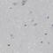 Fas Binding Factor 1 antibody, PA5-54864, Invitrogen Antibodies, Immunohistochemistry paraffin image 